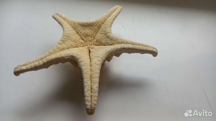 Морская звезда для декора