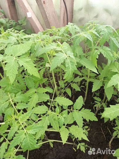 Рассада помидоров томатов