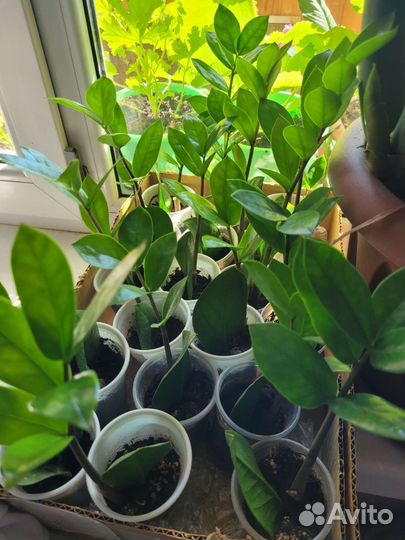 Замиокулькас