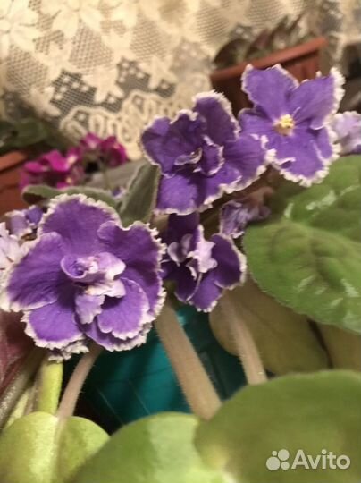 Фиалки цветущие в горшке