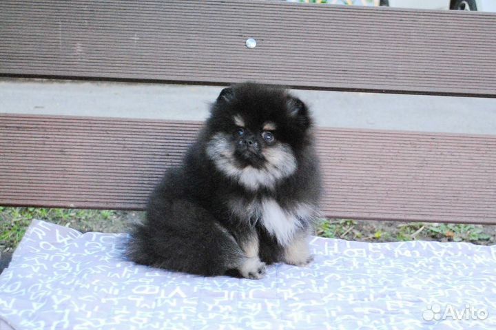 Померанский шпиц