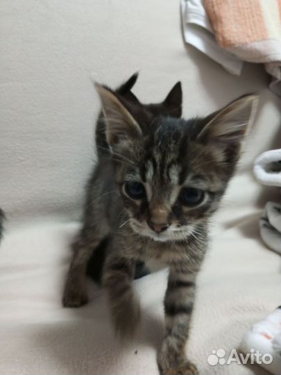 Кошка в дар бесплатно