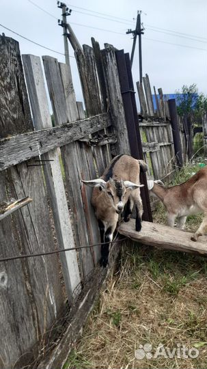 Нубийские козы