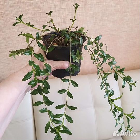 Нематантус или золотые рыбки