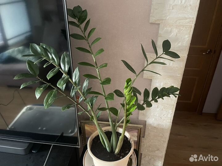 Домашнее растение цветок Замиокулькас 1 м
