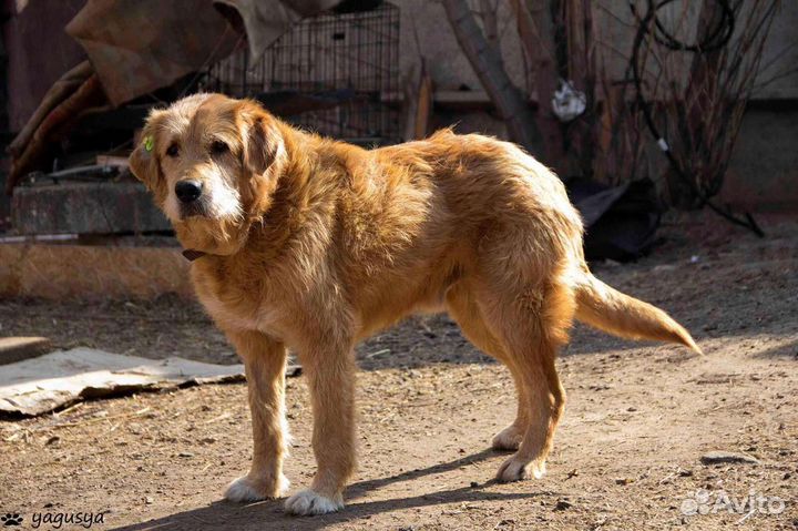 Собака в добрые руки