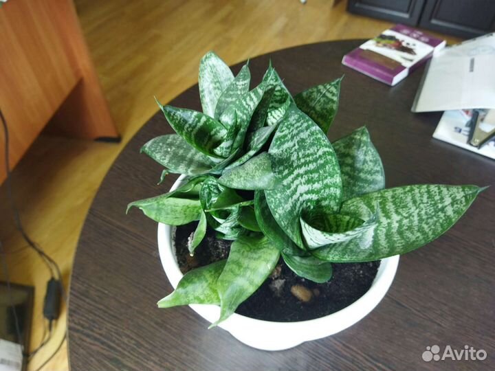 Сансевиерия ханни