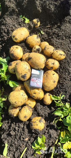 Семенной картофель коломбо