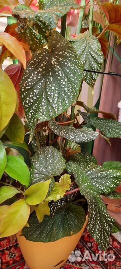 Продам цветы комнатные