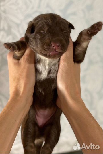 Лапуськи -щенки совсем крошки