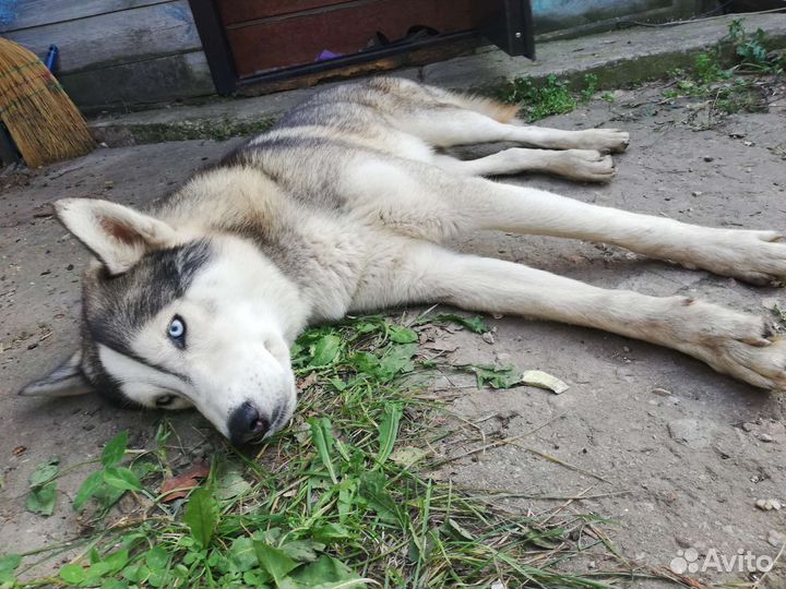 Собака в добрые руки