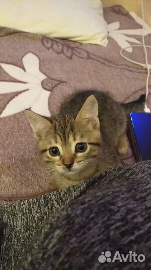 Котенок в добрые руки