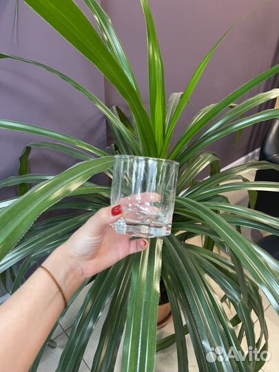 Стаканы набор 6шт