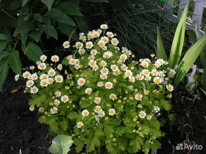 Гелиопсис, лаконос, октябрина, матрикария