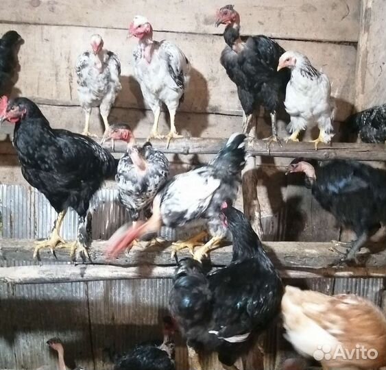 Молодые курочки и петушки