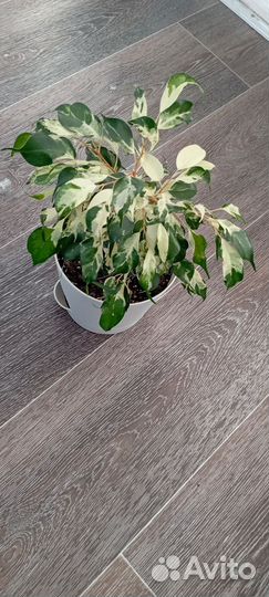 Фикус керли