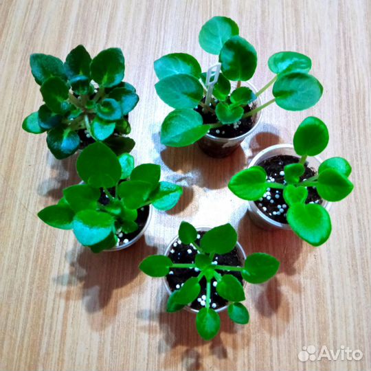 Набор деток мини фиалок