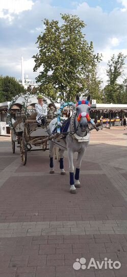 Экипаж для лошади - Карета 