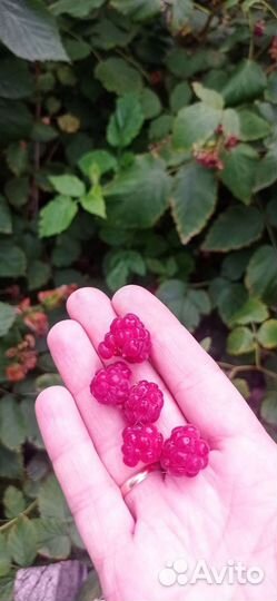 Многолетние дачные растения