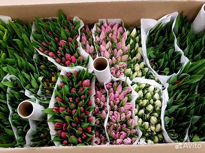 Оптом тюльпаны