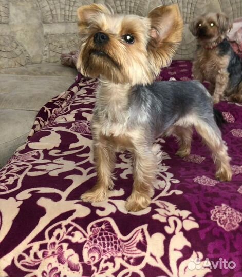 Мини мальчишки