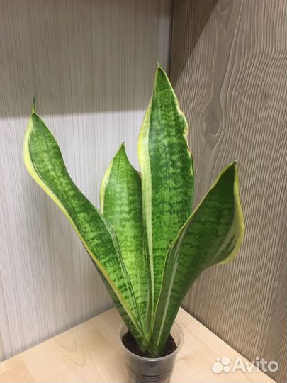 Сансевиерия