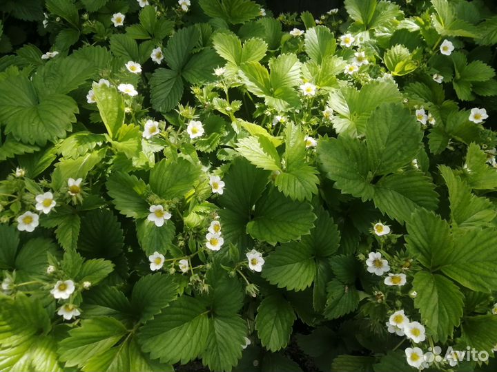 Рассада клубники