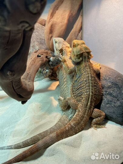 Бородатые агамы. Плодовитая пара с террариумом