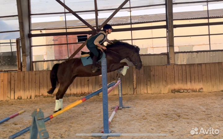 Лошадь на продажу