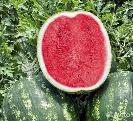 Рассада арбуза