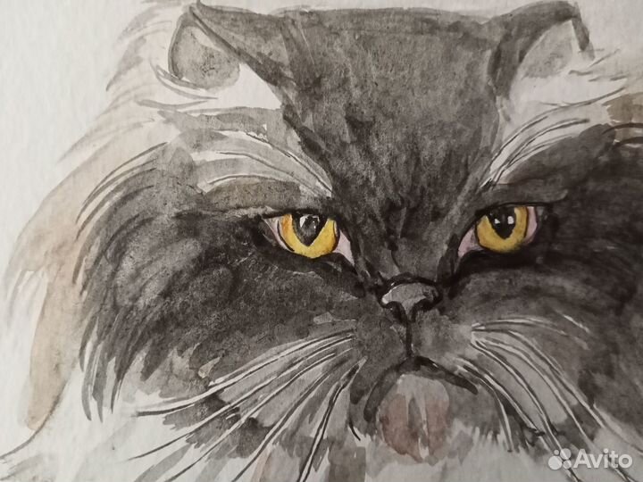 Кот персидский, акварель