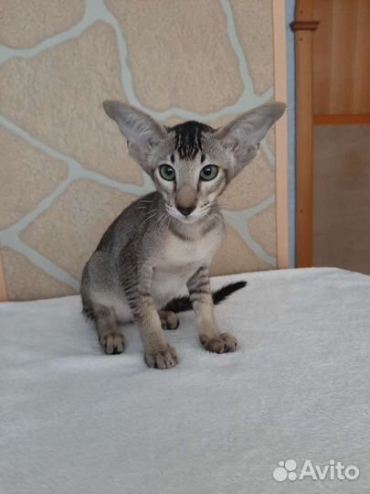 Ориентальные котята