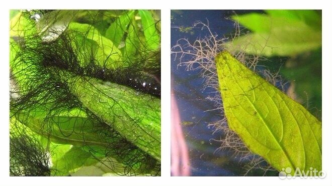 Сайдекс от водорослей альгицид +CO2 жидкий углерод