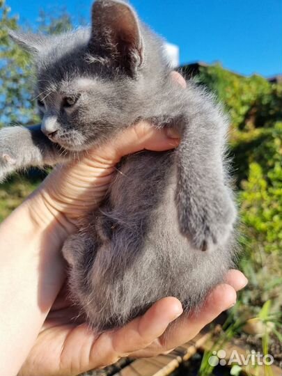 Отдам котят в хорошие руки