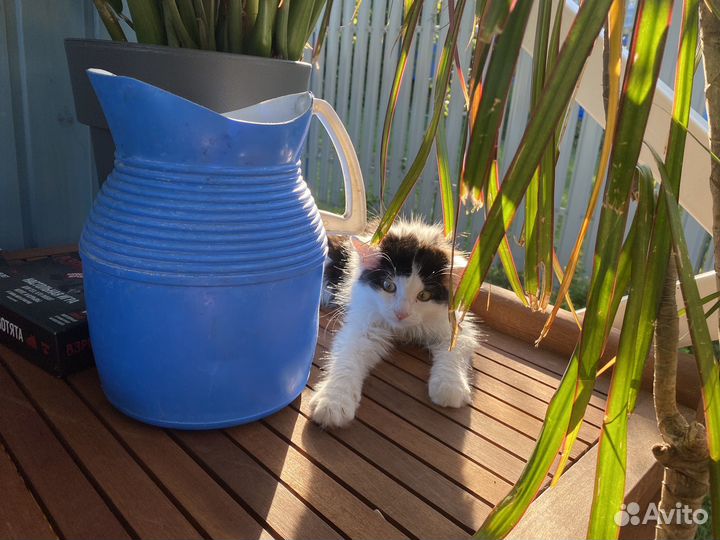 Котенок в добрые руки