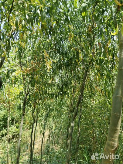 Ива плакучая