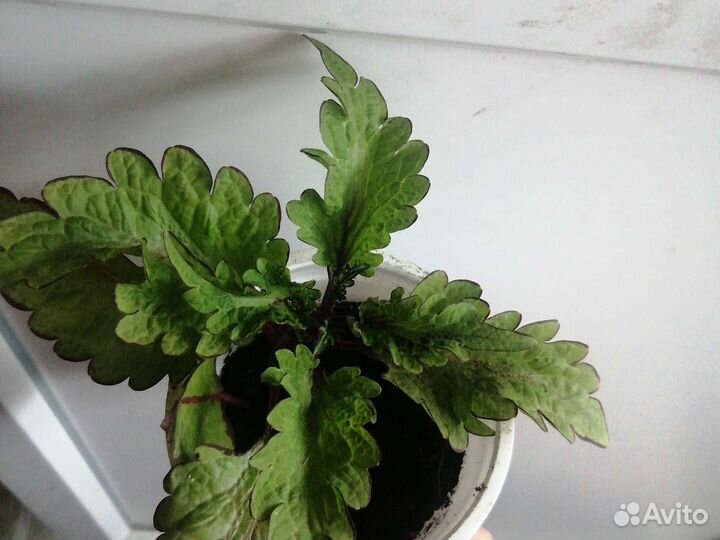 Комнатные растения