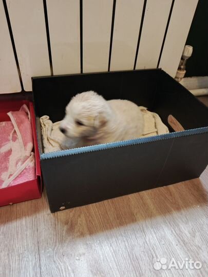 Отдам бесплатно