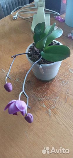 Орхидея фаленопсис