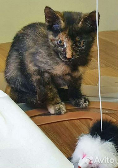 Котенок Глаша в добрые руки