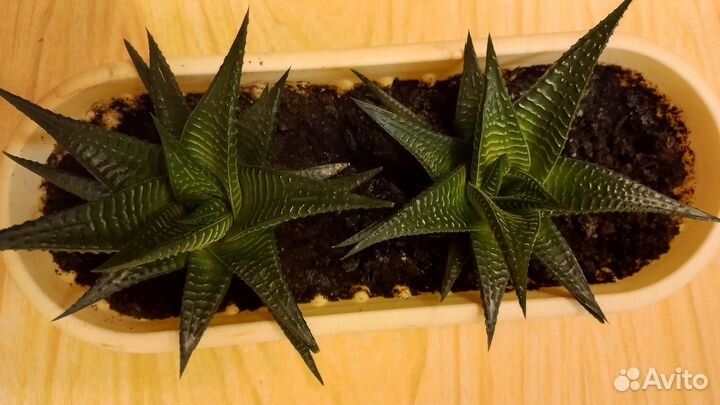 Хавортия лимифолия