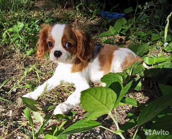 Кавалер Кинг Чарльз спаниель Девочка