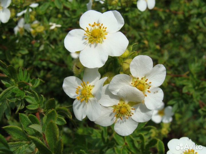 Лапчатка желтая/белая Высота от 50см