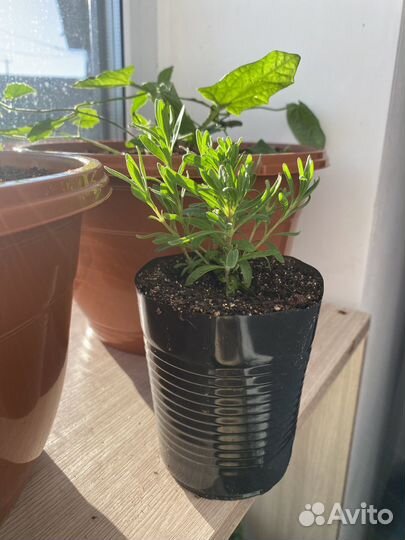 Лаванда узколистная- вознесенская 34