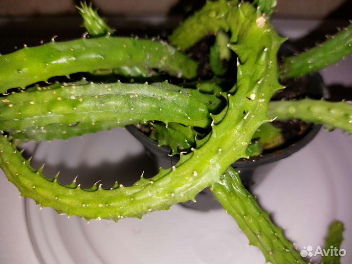 Стапелия, Сеткреазия, Алоэ, Золотой ус, Зебрина др