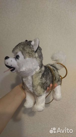 Собака хаски с поводком