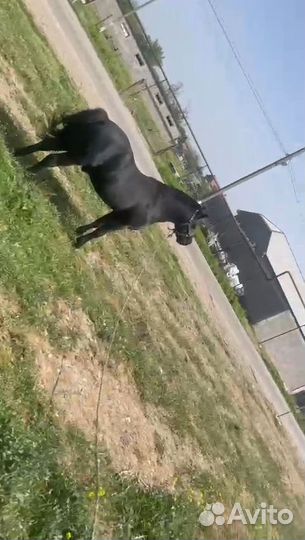 Лошадь пони