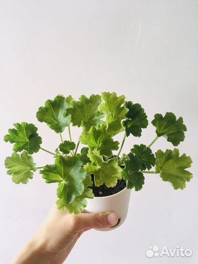 Пеларгония (герань) тюльпановидная