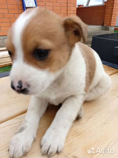 Собака в добрые руки отдам бесплатно