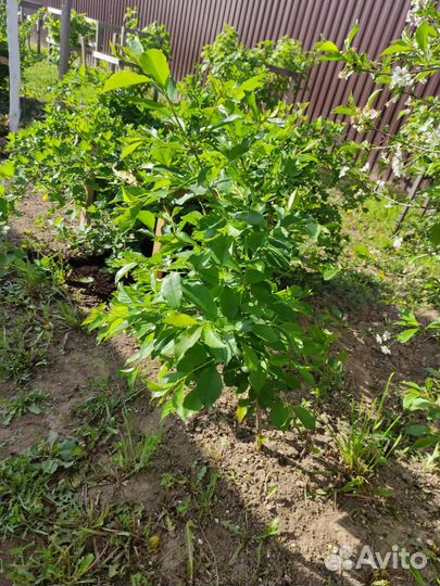 Продам саженцы шарообразной вишни